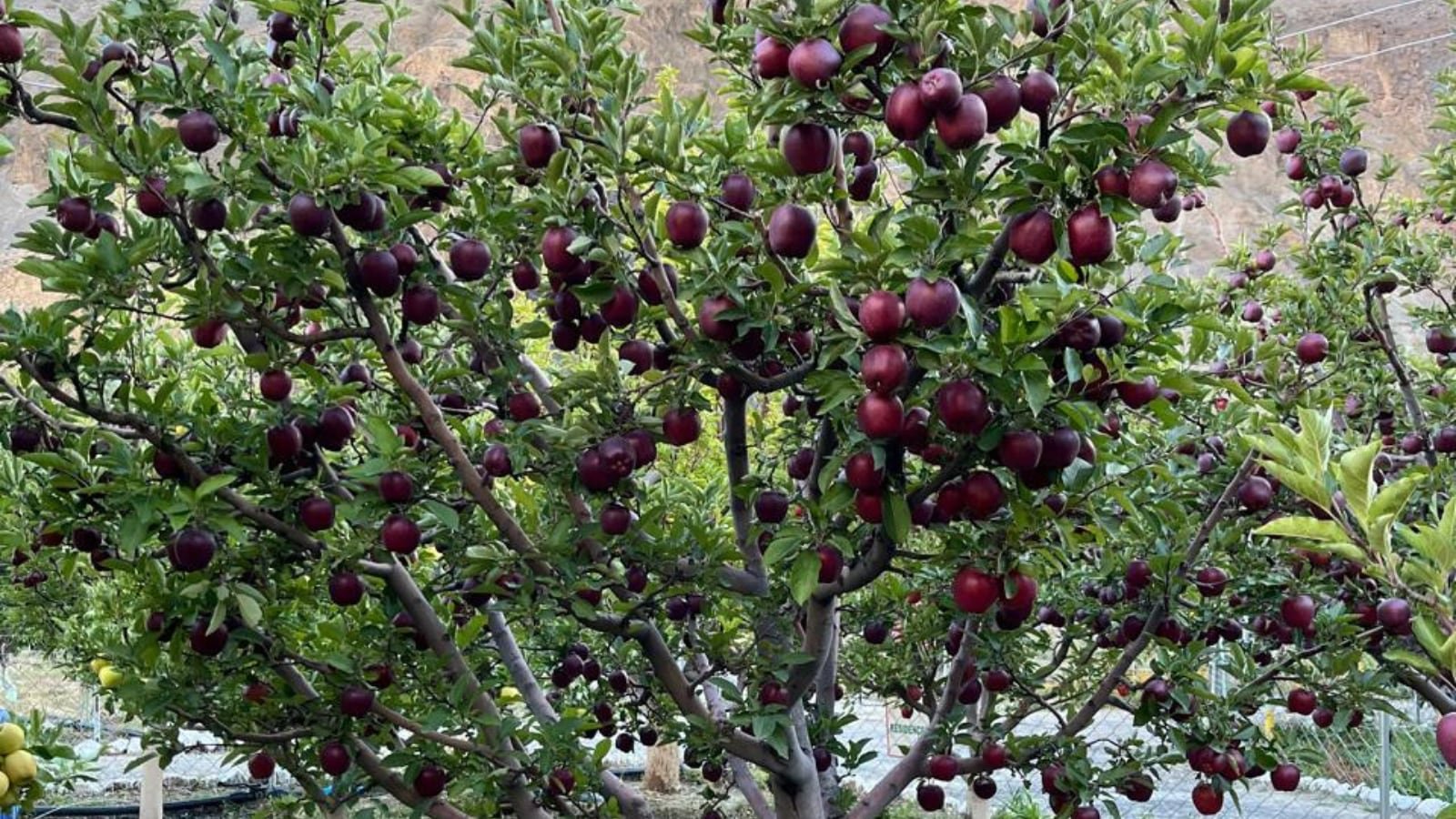 हिमाचल सरकार मौसम आधारित फसल बीमा योजना को बढ़ावा देने की तैयारी में