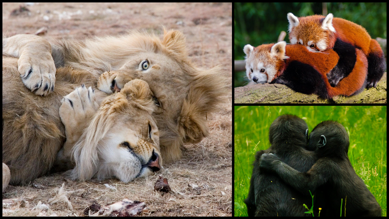 जानिए 8 ऐसे जानवर जो सोते समय एक-दूसरे को गले लगाकर प्यार जताते हैं