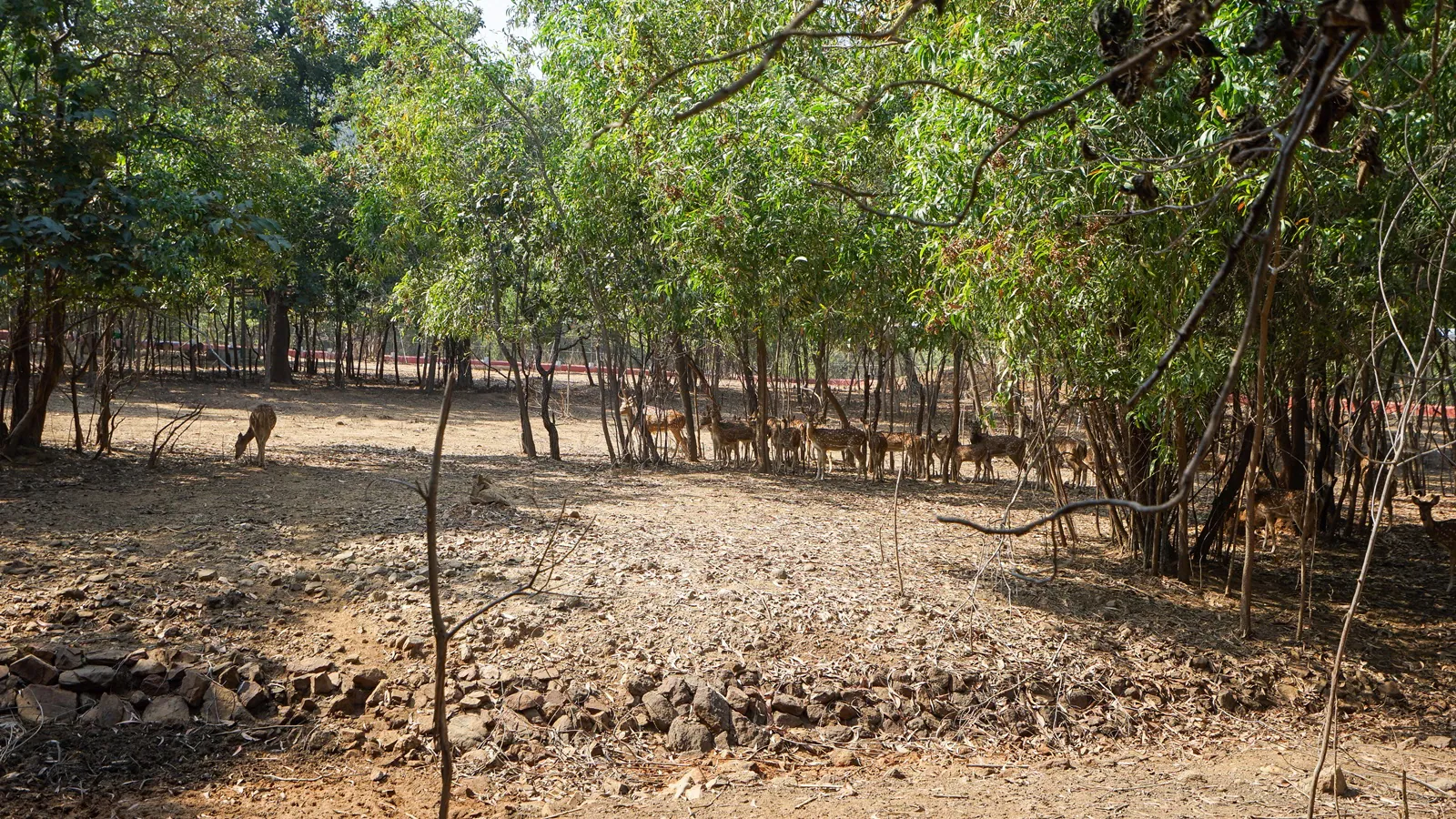 गुजरात में टाइगर की वापसी: सरकार कैसे सुनिश्चित कर रही है कि वह राज्य में बने रहे?